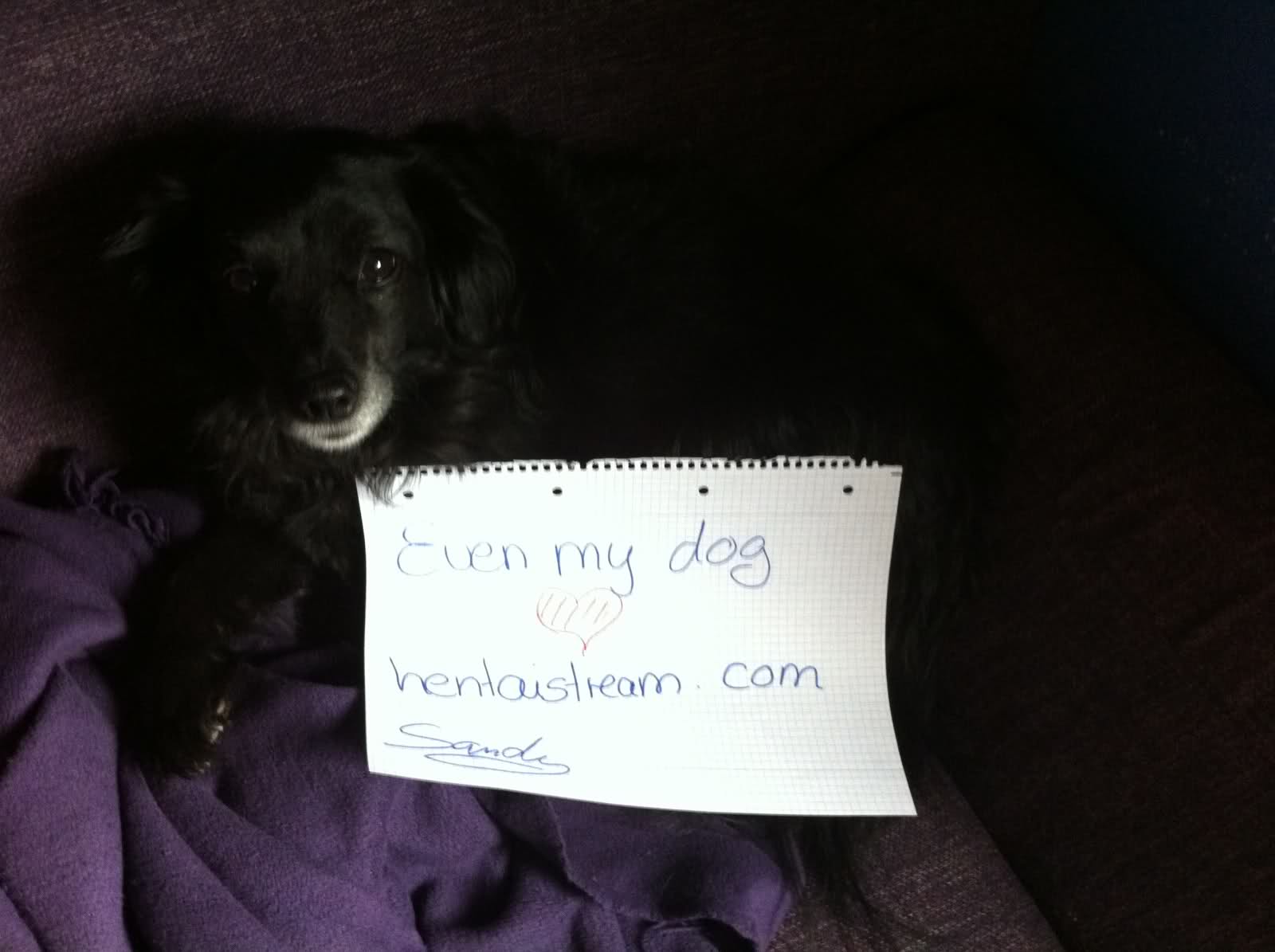 HentaiStream.com Fan Signs